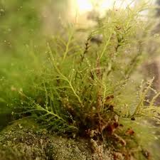 Attēlu rezultāti vaicājumam “Calypogeia azurea cells”