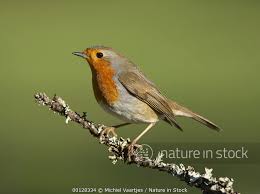 Attēlu rezultāti vaicājumam “Erithacus rubecula adult”