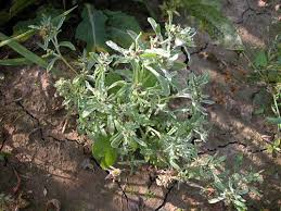 Attēlu rezultāti vaicājumam “Gnaphalium uliginosum leaf”