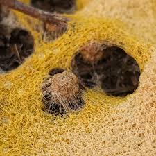 Attēlu rezultāti vaicājumam “Fuligo septica var. flava young”