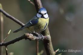 Image result for Cyanistes caeruleus