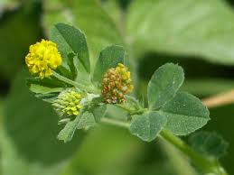 Attēlu rezultāti vaicājumam “Trifolium aureum leaf”