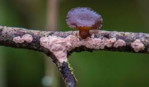 Attēlu rezultāti vaicājumam “Corticium roseum”