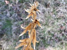 Attēlu rezultāti vaicājumam “Oenothera biennis bud”