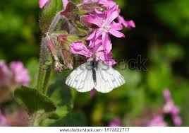 Attēlu rezultāti vaicājumam “Pieris napi”