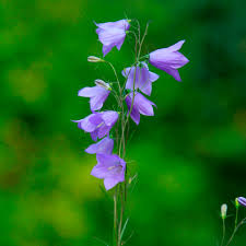 Attēlu rezultāti vaicājumam “Campanula rotundifolia”