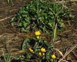 Attēlu rezultāti vaicājumam “Waldsteinia geoides flower”