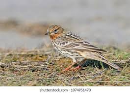 Image result for Anthus cervinus