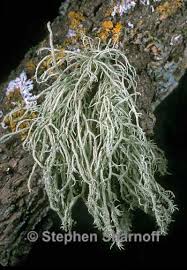 Attēlu rezultāti vaicājumam “Usnea hirta”