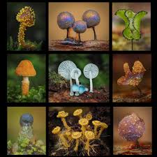 Attēlu rezultāti vaicājumam “Colloderma sp.”