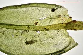 Attēlu rezultāti vaicājumam “Orthotrichum anomalum sporophyte”