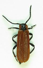 Attēlu rezultāti vaicājumam “Lygistopterus sanguineus”