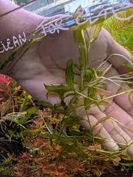 Attēlu rezultāti vaicājumam “Potamogeton perfoliatus flower”