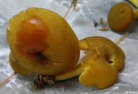 Attēlu rezultāti vaicājumam “Tricholomopsis decora”