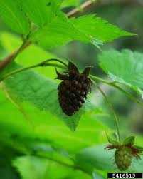 Attēlu rezultāti vaicājumam “Salix repens subsp. rosmarinifolia fruit”