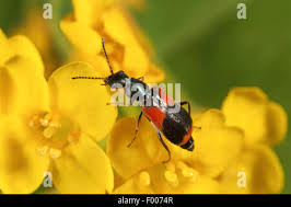 Attēlu rezultāti vaicājumam “Anthocomus fasciatus”