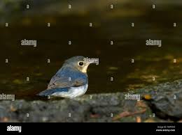 Image result for Luscinia cyane