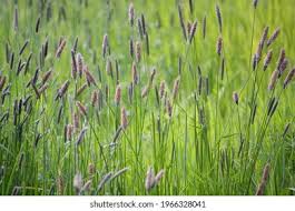 Attēlu rezultāti vaicājumam “Alopecurus pratensis flower”
