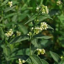 Attēlu rezultāti vaicājumam “Vincetoxicum hirundinaria fruit”