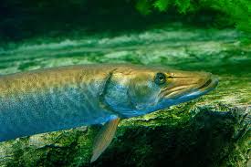 Image result for Esox masquinongy
