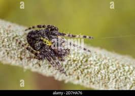 Attēlu rezultāti vaicājumam “Gibbaranea gibbosa”