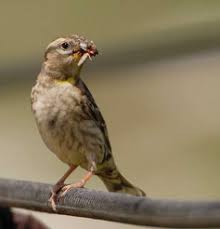 Image result for Petronia petronia