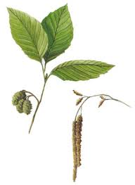 Attēlu rezultāti vaicājumam “Alnus incana leaf”
