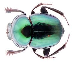 Attēlu rezultāti vaicājumam “Scarabaeidae”