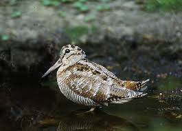 Attēlu rezultāti vaicājumam “Scolopax rusticola”