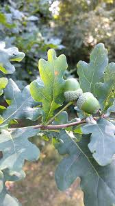 Attēlu rezultāti vaicājumam “Quercus robur”
