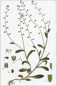 Attēlu rezultāti vaicājumam “Myosotis ramosissima”