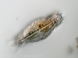 Attēlu rezultāti vaicājumam “Mucronella subtilis”