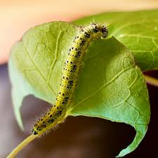 Attēlu rezultāti vaicājumam “Pieris brassicae”