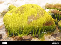 Attēlu rezultāti vaicājumam “Enteromorpha sp.”