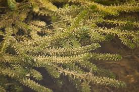 Attēlu rezultāti vaicājumam “Hydrocharitaceae”