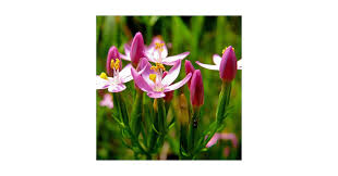 Attēlu rezultāti vaicājumam “Centaurium erythraea”