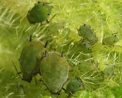 Attēlu rezultāti vaicājumam “Aphis confusa”