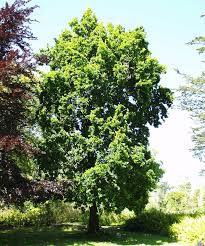 Attēlu rezultāti vaicājumam “Quercus robur Fastigiata”
