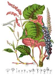 Attēlu rezultāti vaicājumam “Polygonaceae”