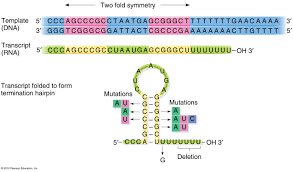 Image result for the end of the t-loop structure
