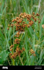 Attēlu rezultāti vaicājumam “Cladium mariscus”