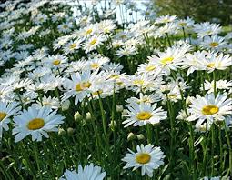 Image result for Chrysanthemum leucanthemum