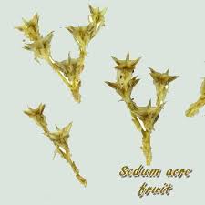 Attēlu rezultāti vaicājumam “Sedum acre fruit”