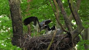 Attēlu rezultāti vaicājumam “Ciconia nigra nest”
