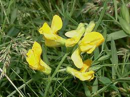Attēlu rezultāti vaicājumam “Lathyrus pratensis flower”