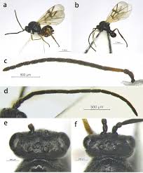 Attēlu rezultāti vaicājumam “Diplolepis bicolor”