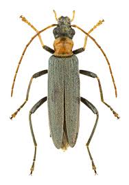 Attēlu rezultāti vaicājumam “Tetratoma fungorum”