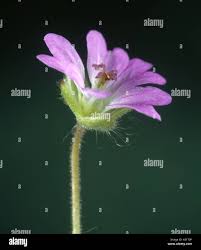Attēlu rezultāti vaicājumam “Geranium molle flower”