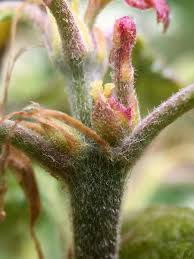 Attēlu rezultāti vaicājumam “Betula humilis female flower”