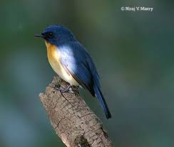Attēlu rezultāti vaicājumam “Muscicapidae”